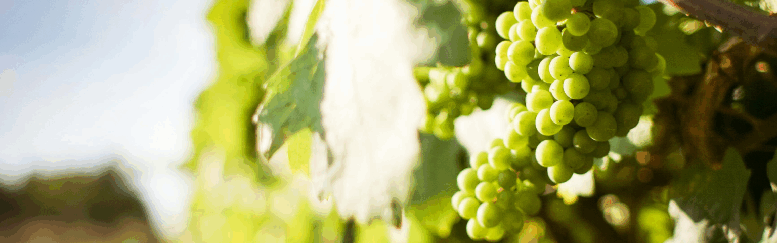 Botellas de vino joven Rioja de Bodegas Ubide